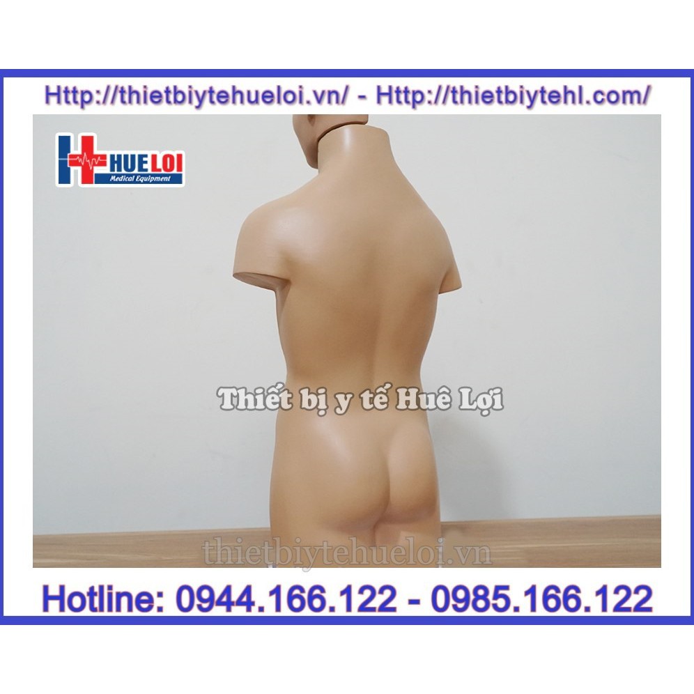 Mô hình giải phẫu nội tạng , Mô hình hệ cơ quan nội tạng nửa người