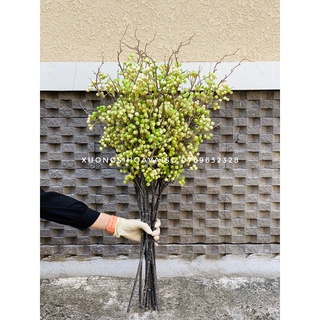 Cành trái việt quất