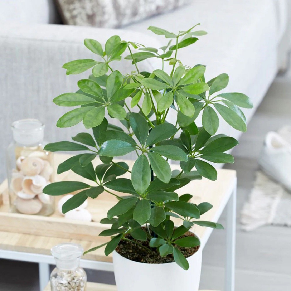 Cây Schefflera heptaphylla (Ngũ Gia Bì) chậu nhựa