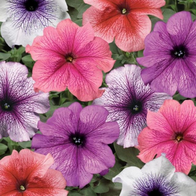 (giá tốt) Hạt giống hoa DẠ YÊN THẢO GÂN (petunia veined) nhiều màu