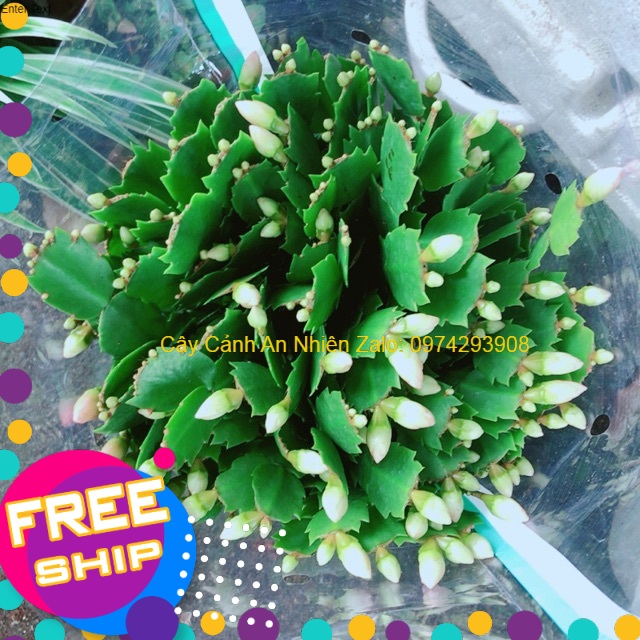 Cây Hoa Tiểu Quỳnh