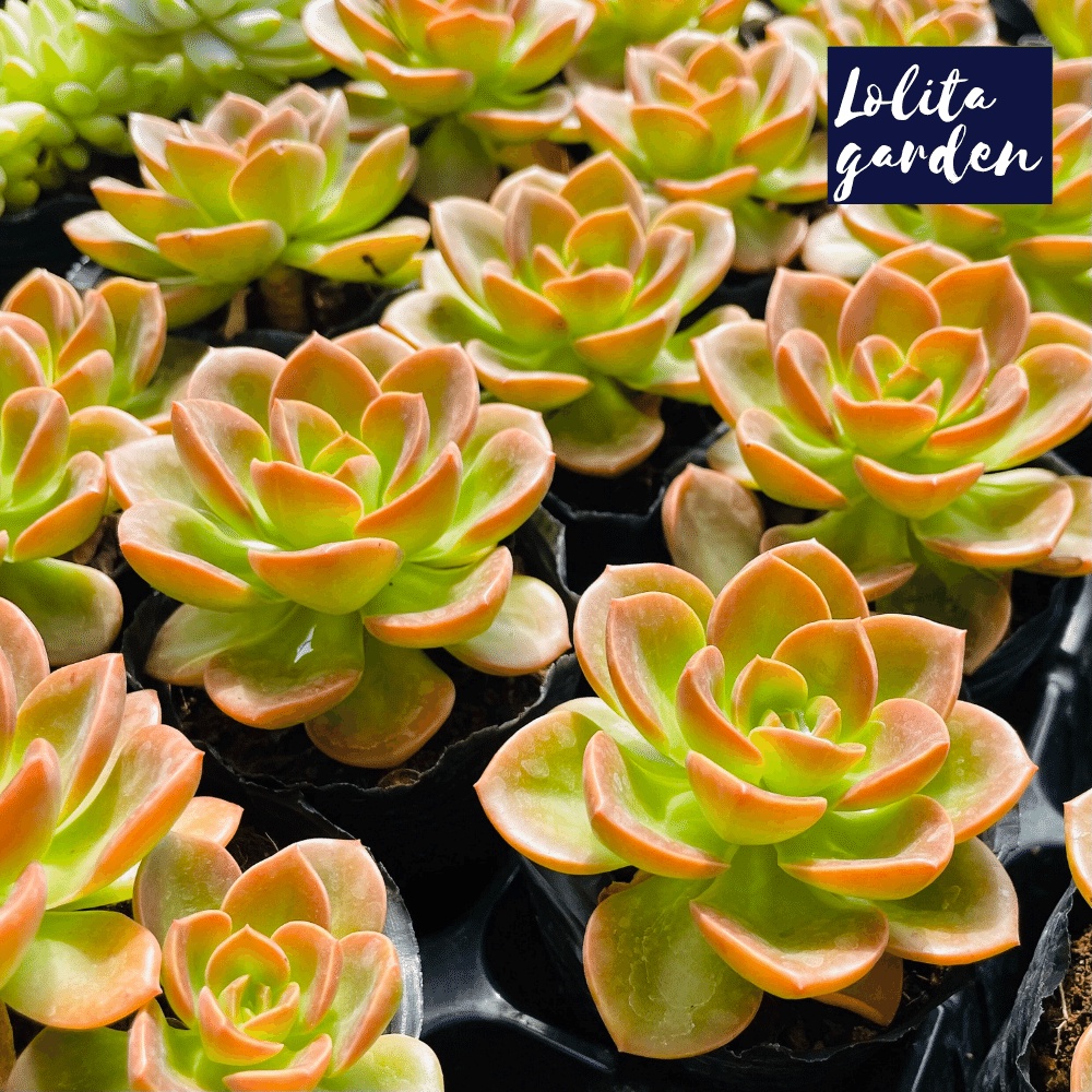 Sen đá nhật nguyệt Đà Lạt size bé cây cảnh trang trí nhà cửa Lolita garden