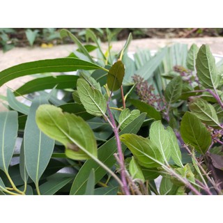 Lá xông khô giải cảm (gói 100gr)