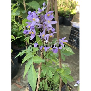 Hoa tiêu nương+Tặng phân bón cho cây
