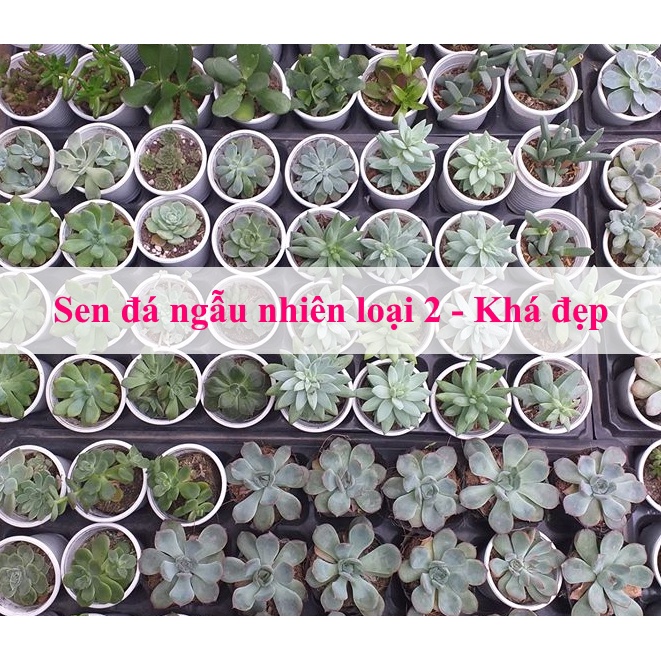 Sen đá lục bảo mới