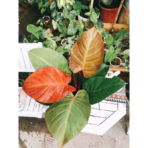 Philodendron Mccolley’s Final