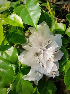 Cài áo hoa giấy