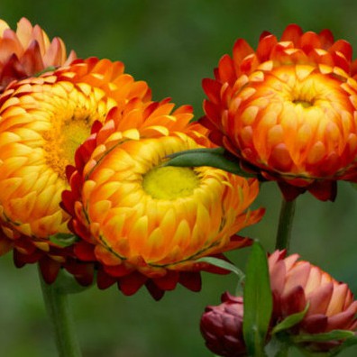 hạt giống hoa bất tử hỗn hợp gói 0.5gr