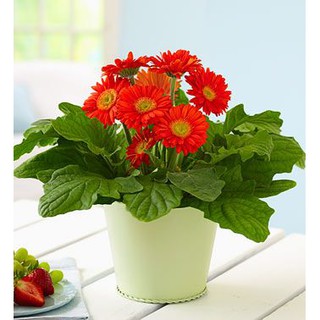 CHẬU HOA ĐỒNG TIỀN LÙN HÀ LAN