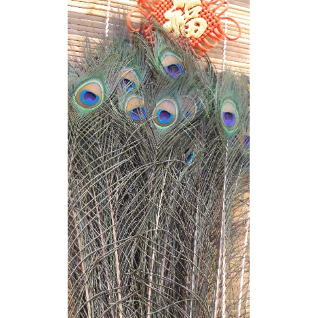 [Xả kho] lông công phong thủy tự nhiên 85_100cm mắt ~ 3cm (bán từ 15 lông) | BigBuy360 - bigbuy360.vn
