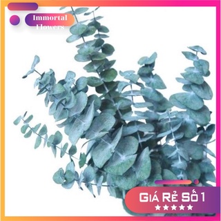 HOA KHÔ- Lá Khuynh diệp khô Eucalyptus dùng trang trí, decor, chụp ảnh (2 màu)