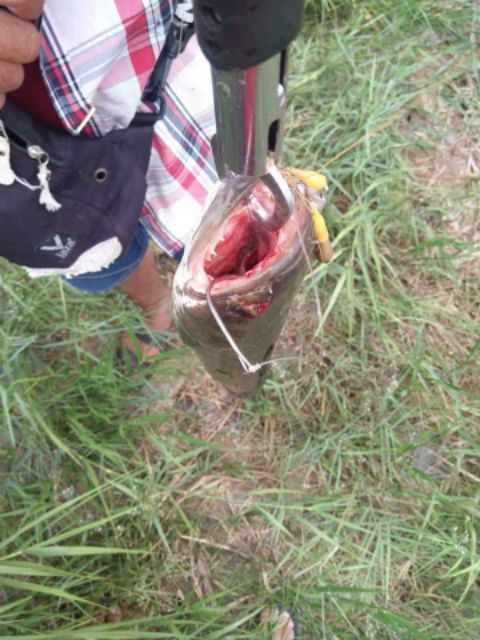 LƯỠI câu cá lóc