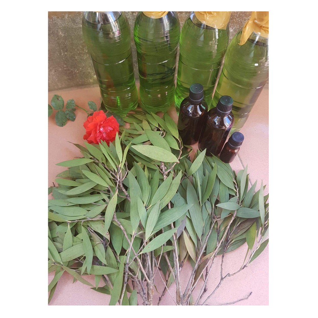 500ml - Tinh dầu tràm 100% nguyên chất ( TD HOA LINH)