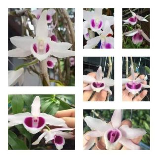 Hoa Lan phi điệp giả hạc phú thọ 5 cánh trắng gieo hạt