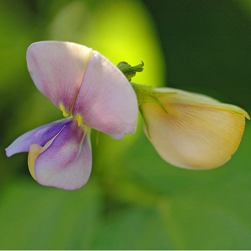 HẠT GIỐNG ĐẬU ĐŨA NGỌT CAO SẢN gói 20g