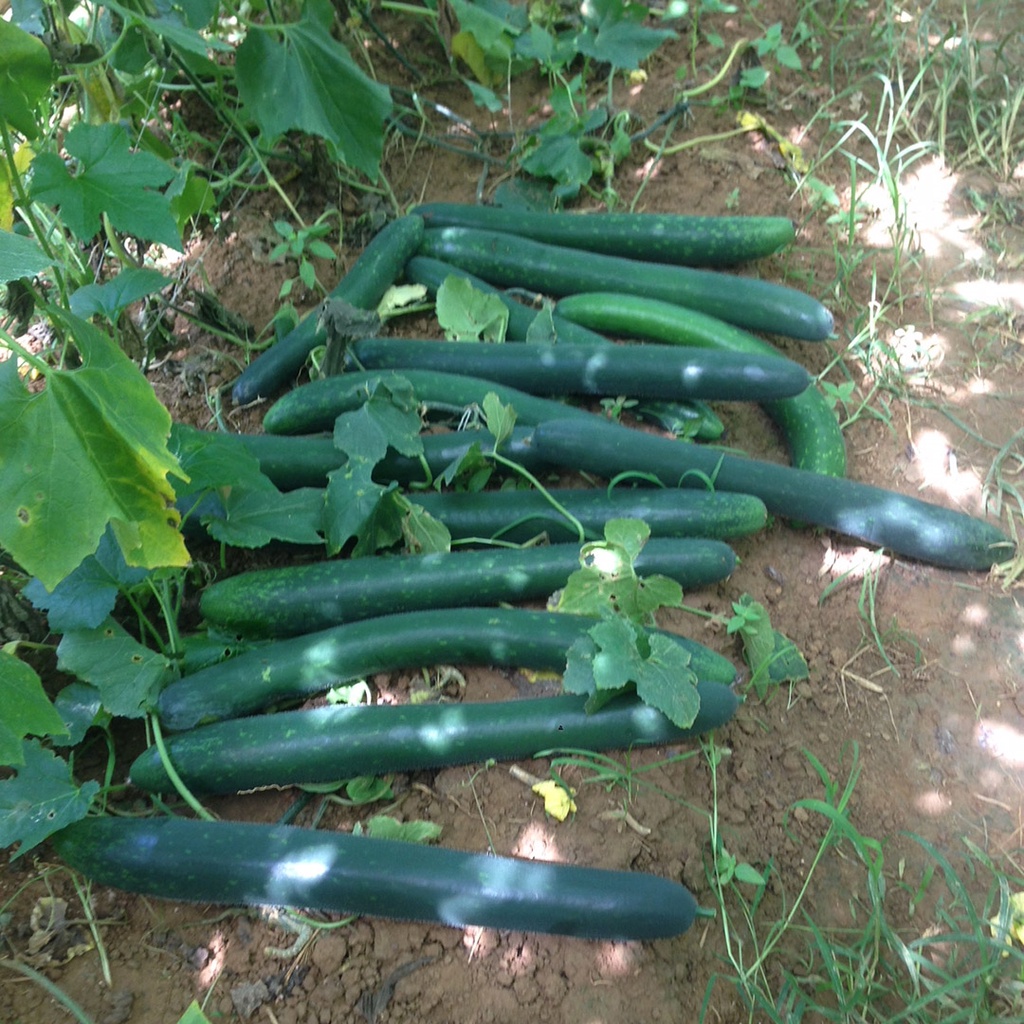 Hạt_Giống_Bí_Đao_Xanh