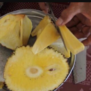 Cây giống mít không hạt, không xơ, không mủ