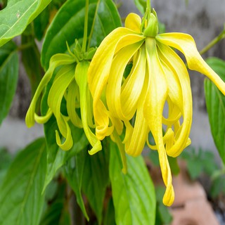 TINH DẦU NGỌC LAN TÂY (Ylang Ylang Oil) 50ml