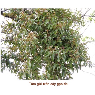 Cây giống gạo tía sản phẩm có bảo hành, liên hệ zalo 0354736301