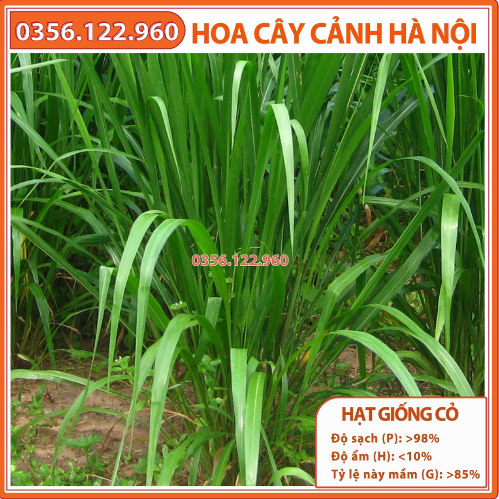 Hạt giống cỏ chăn nuôi MOMBASA GHINE cỏ sả gói 100g