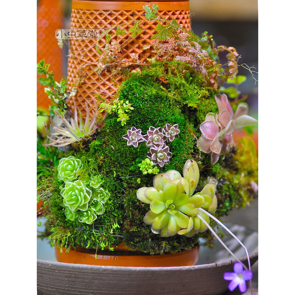 Tháp cây đứng TERRAPLANTER gốm trồng cây dương sỉ rêu tự thẩm thấu thủy canh nhiều lỗ DOOA TERRARIUM - TERRA-02
