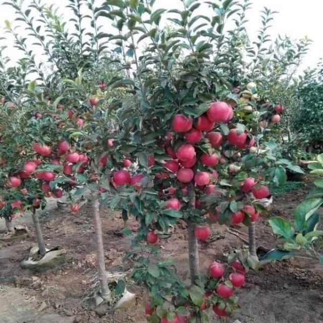 Cây giống táo đỏ lùn nhập khẩu nguyên cây