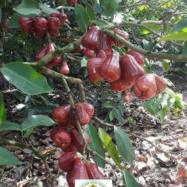 Cây giống rồi đỏ