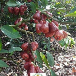 Cây giống rồi đỏ