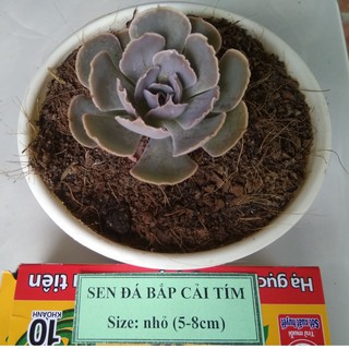 Sen đá bắp cải tím - size nhỏ (5-8cm)