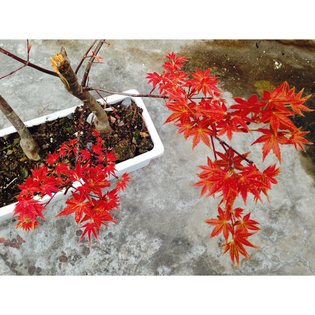 Hạt giống cây phong lá đỏ - tặng kèm 1 gói hạt giống ngẫu nhiên