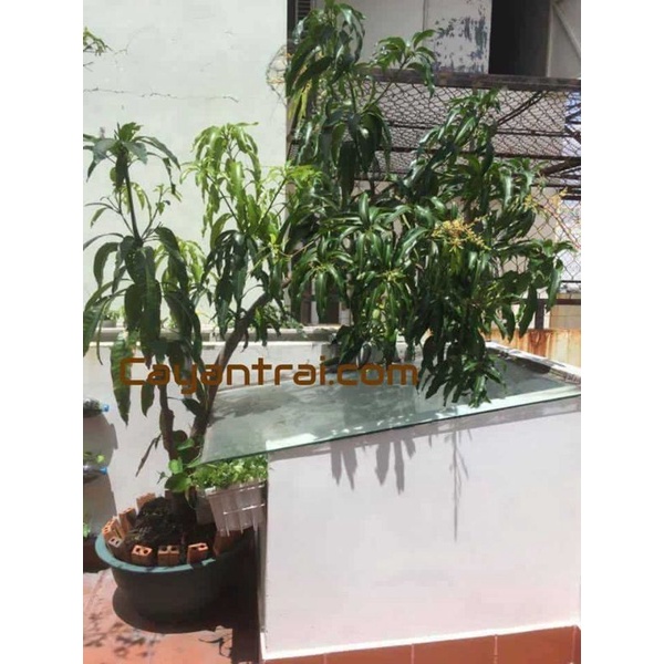 CÂY GIỐNG XOÀI TỨ QUÝ TRỒNG CHẬU SIÊU SỚM
