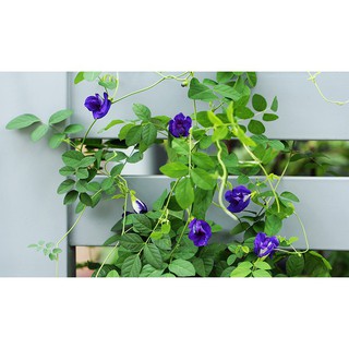 Hạt giống hoa đậu biếc gói 2gr