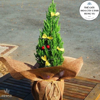 Cây sơn tùng trang trí noel cao 40-50 cm .