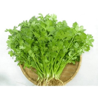 Hạt giống rau ngò rí - 20 gram