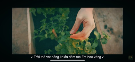 giống Bạc Hà Ta-húng lũi