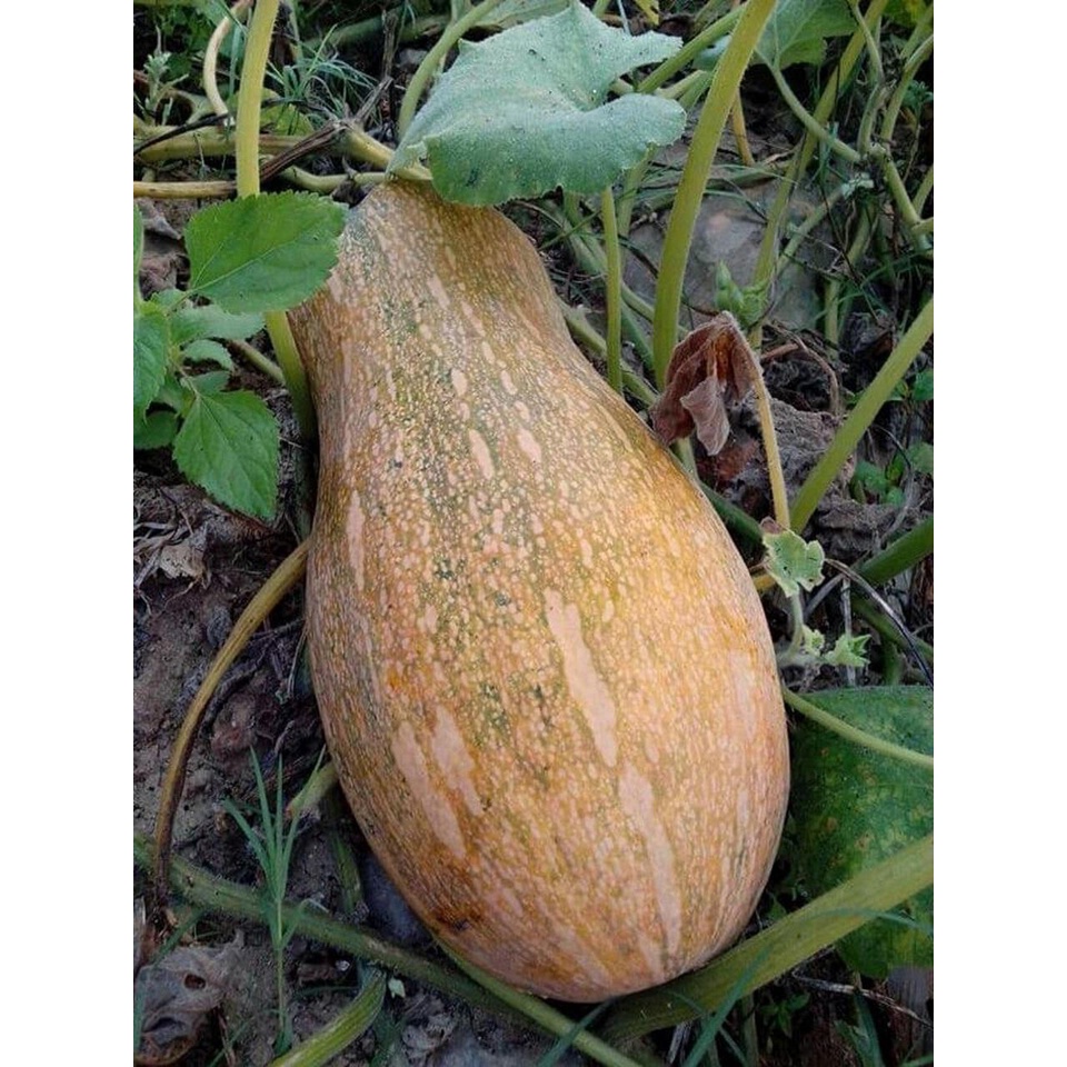 HẠT GIỐNG BÍ MẬT AN NHIÊN F1 AN56 TÚI 10 HẠT -  CHẤT LƯỢNG CAO