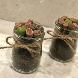 Sen mông/ Lithop- combo 11 cây kèm chậu, đất, nơ