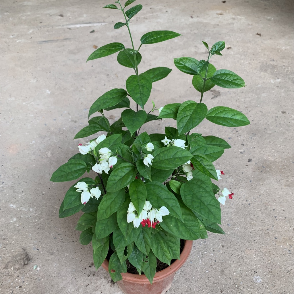 Chậu cây ngọc nữ cao 30cm, cây hoa leo giàn nở quanh năm, dễ trồng và chăm sóc, trồng ban công và sân vườn