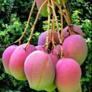 Cây xoài úc giống quả to từ 1-1,5kg