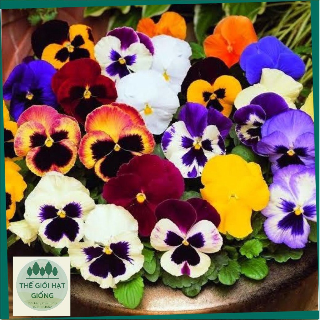 Hạt giống hoa Viola, cánh bướm, Pansy nhiều màu