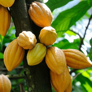 Giống cây cacao ghép chuẩn trái sớm giống chuẩn đaklak