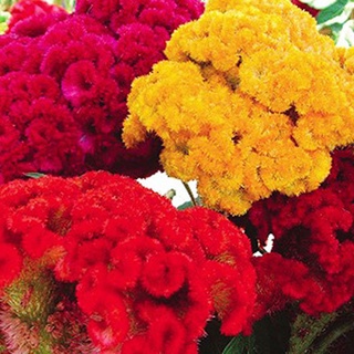#Hạt_giống_hoa ( mào gà búa + mào gà đuôi phụng ). ( tặng kèm kích mầm + phân bón )