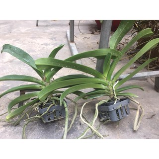 Lan ngọc điểm cây 4 năm