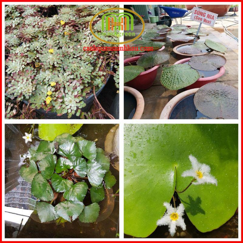 Bùn sông trồng sen, súng Nhật, cây thủy sinh 5kgMinh Hân Garden