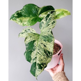 syngonium mojito