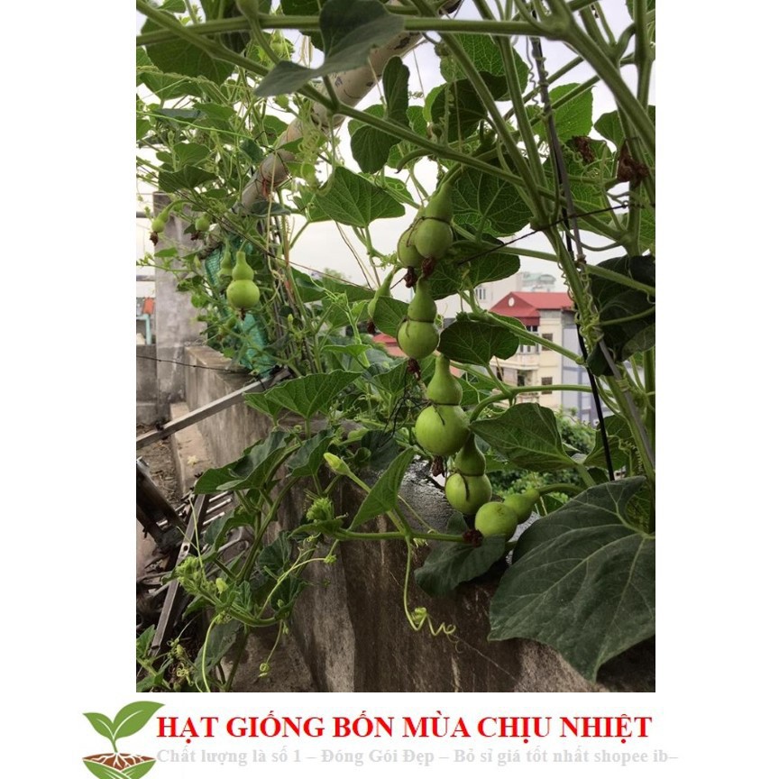 Hạt Giống Bầu Hồ Lô - Mini Siêu Kute (Lagenaria siceraria) 5 hạt ĐẾN MÙA TRỒNG TẾT