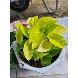 Trầu Bà Thái