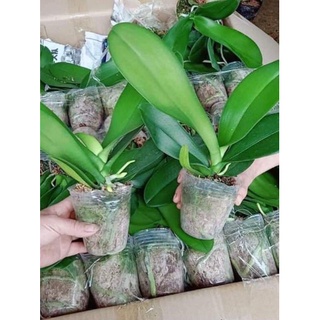 Chậu trồng lan hồ điệp, chậu dẻo trong suốt