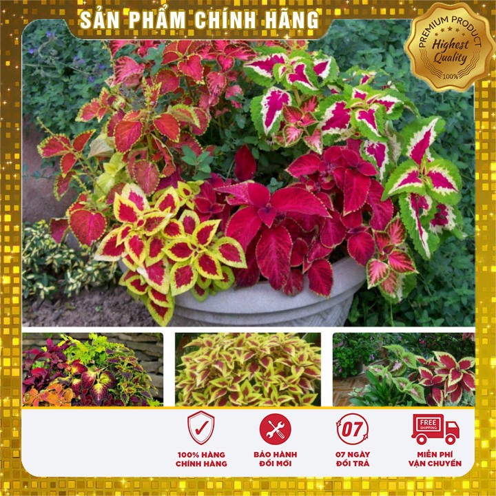 Bộ gói hạt giống Rau tía tô