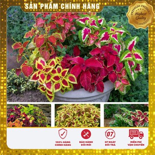 Bộ gói hạt giống Rau tía tô